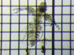 fig.03 �I�I�A�^�}�~�W���R