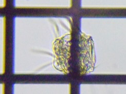 fig.05 �n�l�E�f�����V�̈��