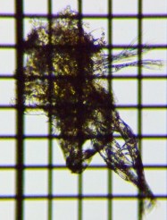 fig.06 �~�W���R�����V