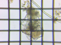 fig.07 �t�N�������V