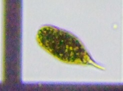 fig.08 ���[�O���i��