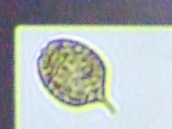 fig.09 �t�@�[�N�X��