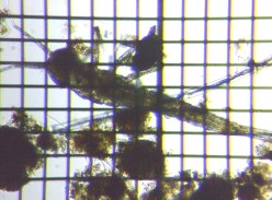 fig.15 �C�g�g���{�Ȃ̈��
�i�c�����j