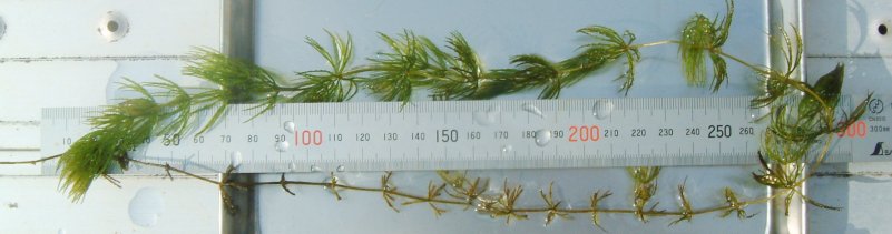 fig.01 �S���̏��