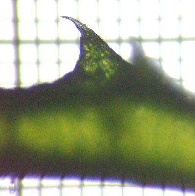 fig.04 ���Ђ̎h�󋘎��i�g�Q�j