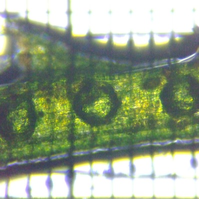 fig.05 ���Г��̋C�A