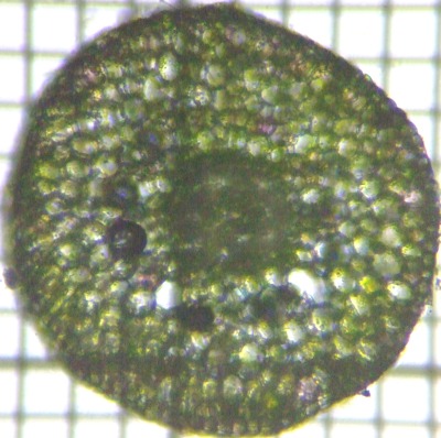 fig.06 �s�̉��f��