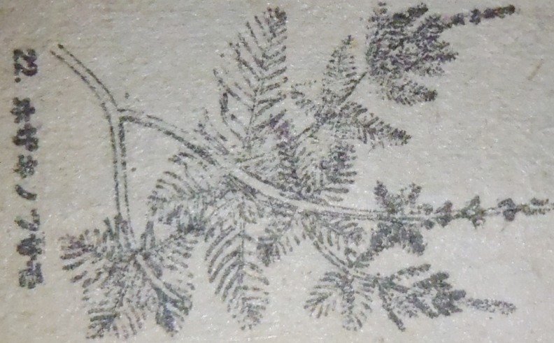 fig.11 �ق����̂ӂ����w�}���A�����T�x