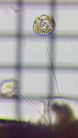 fig.01 �c���K�l���V�̈��