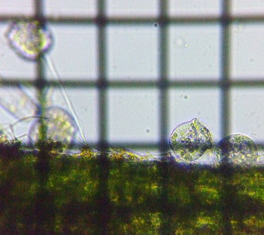 fig.02 �c���K�l���V�̈��