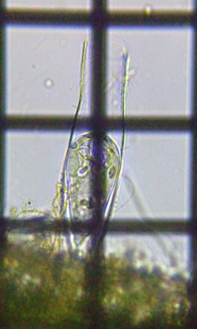 fig.01 �o�M�j�R�����̈��