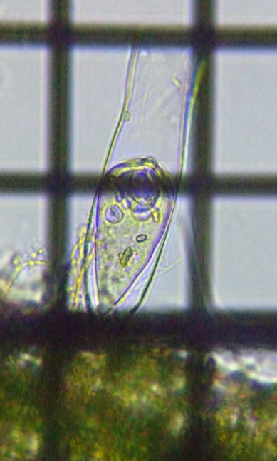 fig.04 �o�M�j�R�����̈��