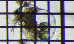 fig.03 �]�E�~�W���R���h�L