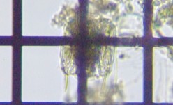 fig.06 �n�l�E�f�����V�̈��