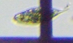 fig.09 ���[�O���i��