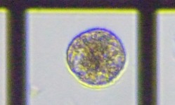 fig.10 �E�Y�I�r���V��