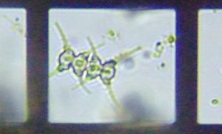 fig.16 �Z�l�f�X���X��