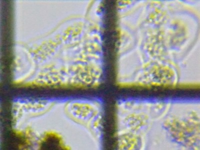 fig.02 �~�N���L�X�e�B�X