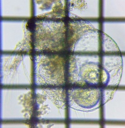 fig.01 �]�E�~�W���R���h�L