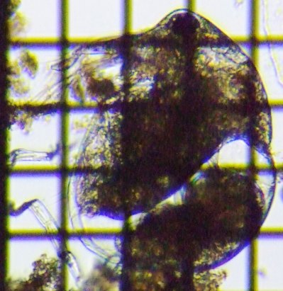 fig.02 �]�E�~�W���R���h�L