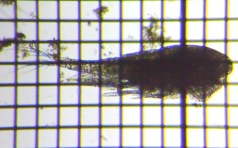 fig.01 �P���~�W���R��