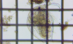 fig.02 �]�E�~�W���R