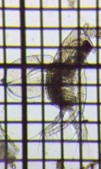 fig.03 �I�I�A�^�}�~�W���R