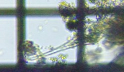 fig.07 �c�m�I�r���V