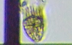 fig.09 �X�g���r���f�B�E����