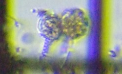 fig.10 �c���K�l���V�̈��