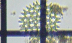 fig.11 �N���V���E���i�Α��j