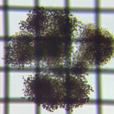 fig.01 �~�N���L�X�e�B�X