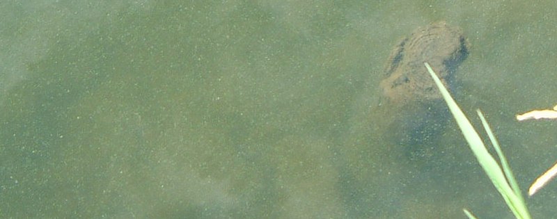 fig.03 �����̃A�I�R����