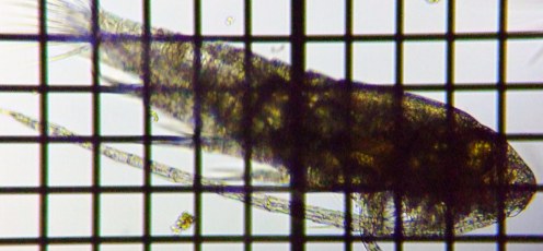 fig.02 �l�I�q�Q�i�K�P���~�W���R