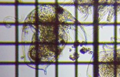 fig.03 �]�E�~�W���R