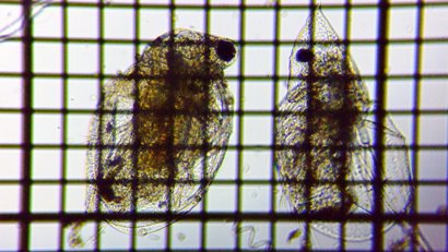 fig.04 �q���l�R�[�~�W���R
���J�u�g�~�W���R