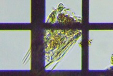 fig.06 �n�l�E�f�����V�̈��