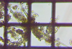 fig.07 �c�m�I�r���V