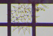 fig.10 �N���V���E���i�Α��j