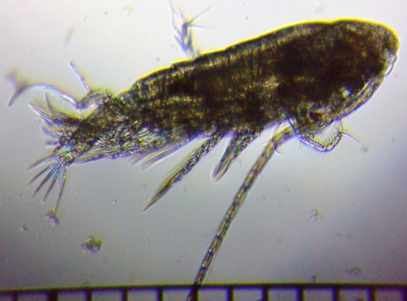 fig.01 �l�I�q�Q�i�K�P���~�W���R