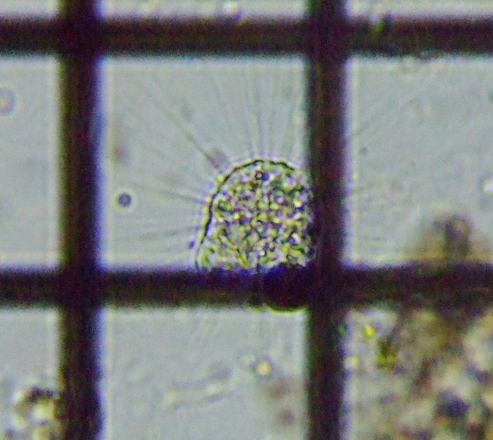 fig.01 ���z��