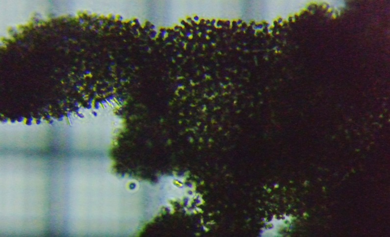 fig.01 �~�N���L�X�e�B�X