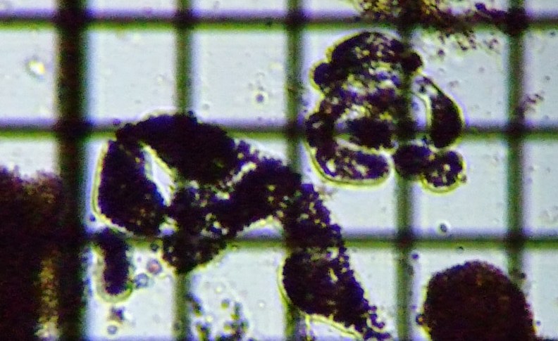 fig.02 �~�N���L�X�e�B�X