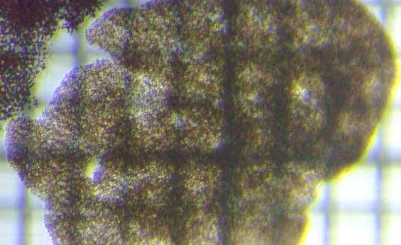 fig.03 �~�N���L�X�e�B�X