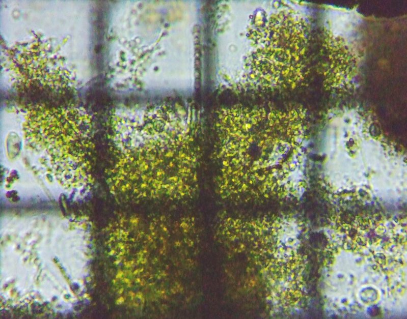 fig.01 �\�E�M���̕���