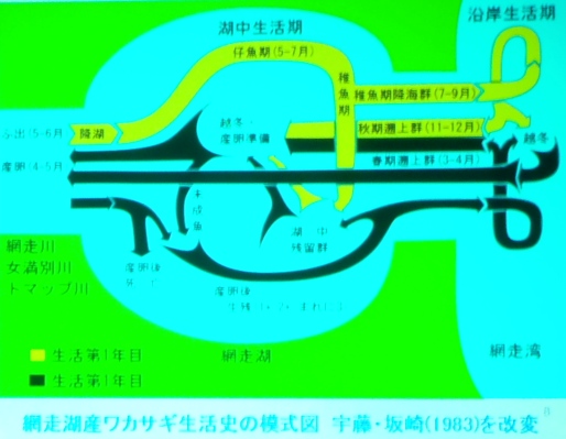 fig.12e ���Ɏ������̌������ʂ̂ЂƂw���J�T�M�̐����j�x