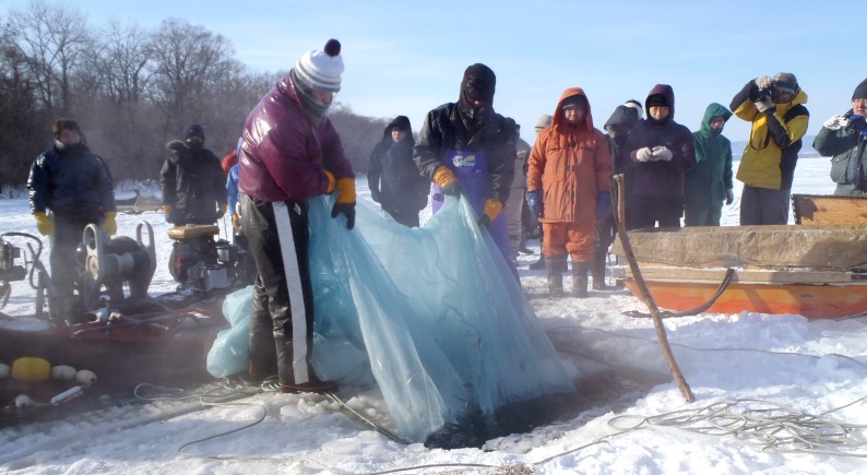 fig.03 ���J�T�M�X�����R