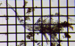 fig.03 �\�R�~�W���R��