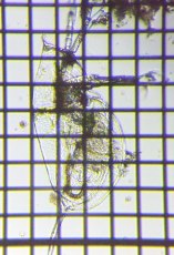 fig.05 �J�u�g�~�W���R�i�듪�j