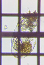 fig.07 �t�N�������V